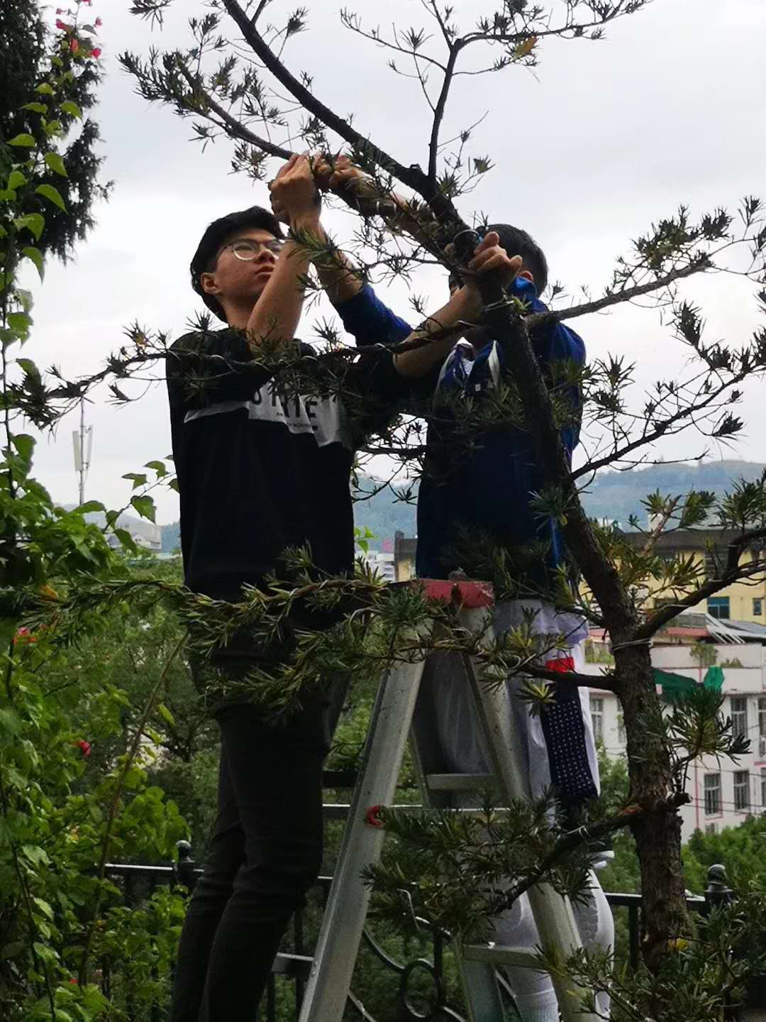 植物造型实践.jpg